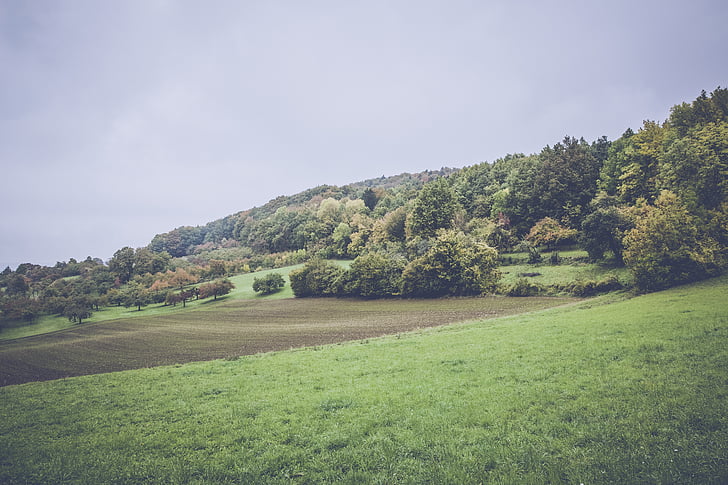 pole, lasu, trawa, krajobraz, Natura, na zewnątrz, sceniczny