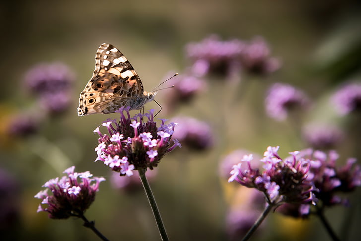 insects, flowers, butterfly, nature, wildflower, bee, plants