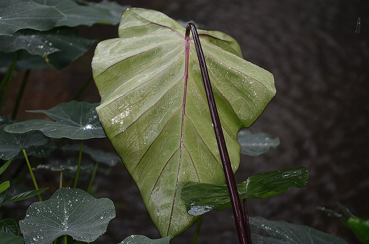 Leaf, daba, mitra, lietus lāses, pilienus augu lapām, ūdens, augu