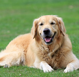 Голдън Ретривър, Ловджийско куче, Златни, куче, кучешки, домашен любимец, животните