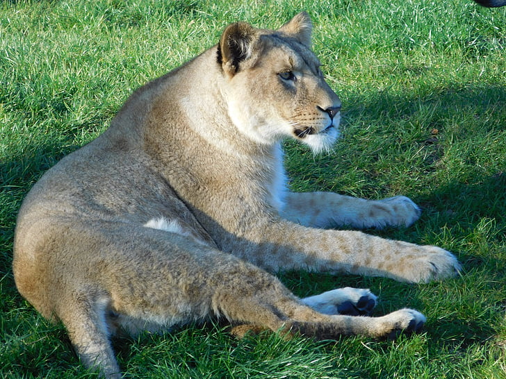 Lev, Wildlife park, zvíře