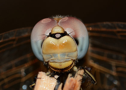 vážka, Sympetrum meridionale, fonscolombii, makro