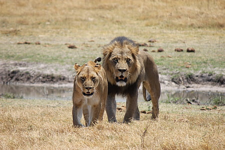 สิงโต, สิงโต, นักล่า, แมว, แมว, แอฟริกา, โลกของสัตว์