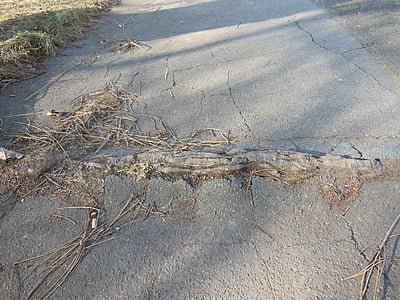 root, Road, Luonnonvoima
