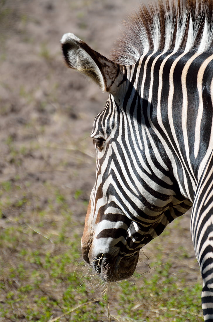 zebra, wildlife, animal, nature, stripes, black and white, profile