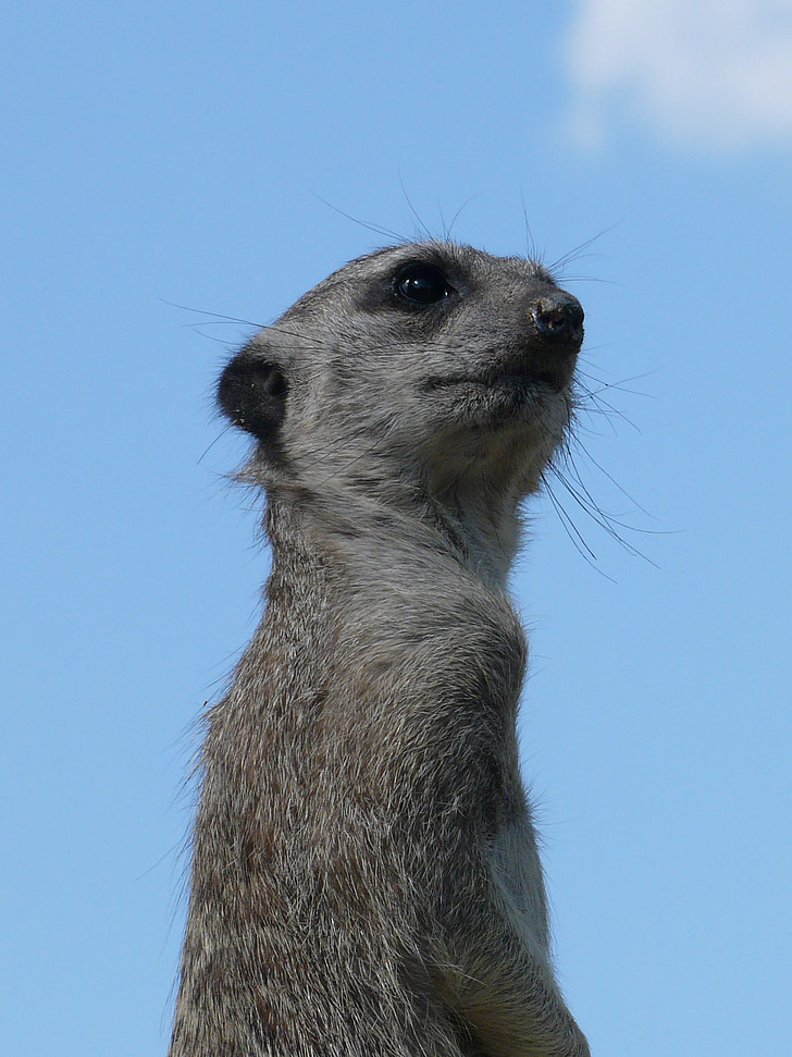 meerkat, zoo, animal, head, view, sky, hluboká