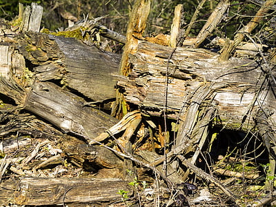 dřevo, Les, Příroda, protokol, strom, hnědá, staré