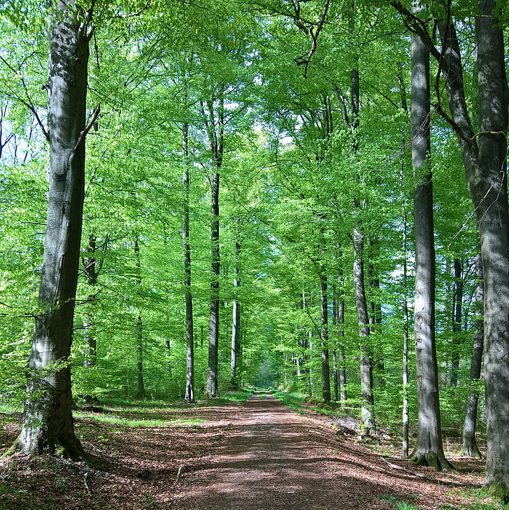 miško, kelio, medžiai, žalia, miško taku, takas, žygiai pėsčiomis