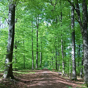 Forest, suite, arbres, vert, chemin forestier, sentier, randonnée pédestre