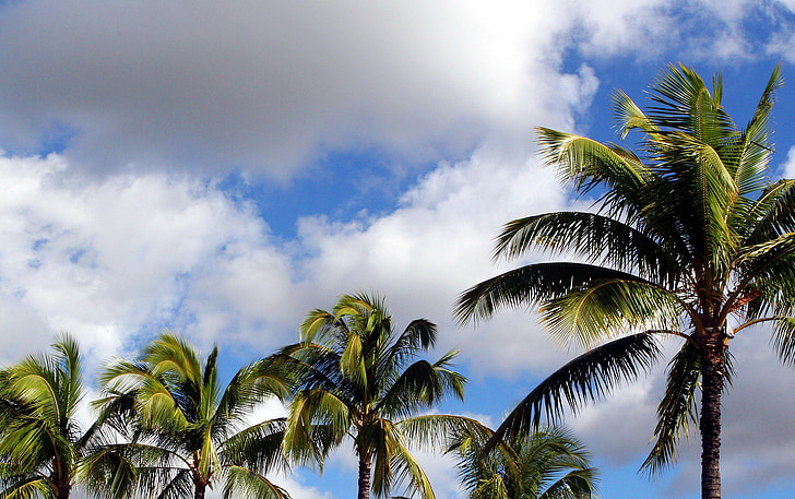 arbres de coco, blau, cel, tropical, paradís, núvols, assolellat