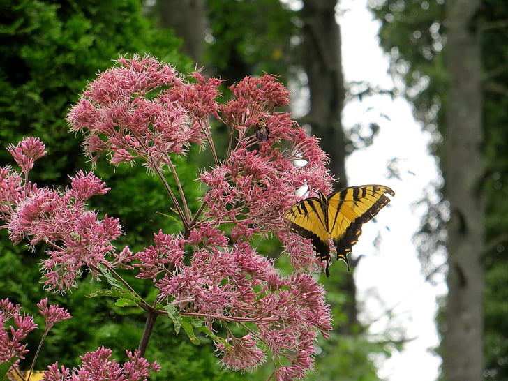 sommerfugl, Joe pye weed, blomster, gul, rosa, vakker, natur