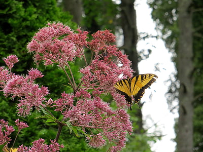 Schmetterling, Joe Pye weed, Blumen, gelb, Rosa, schöne, Natur
