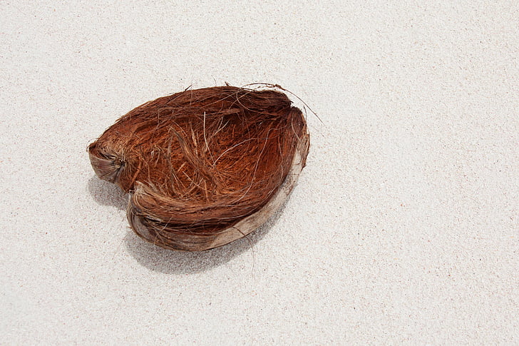 coconut, skin, sand, beach, exotic, nature, object