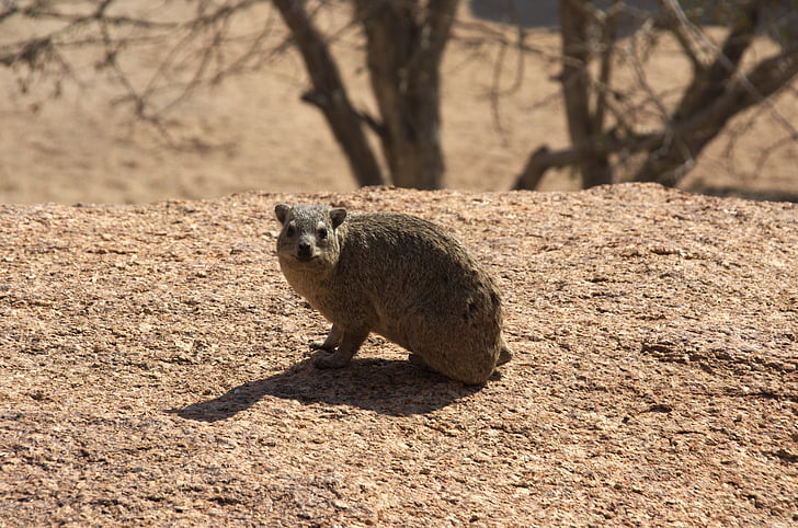 hyrax, nager, Rodent, senyum, ramah, Afrika, Namibia