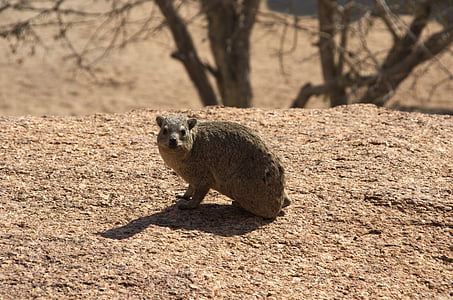 hyrax, nager, Rodent, senyum, ramah, Afrika, Namibia