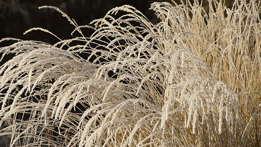 grass, withered, dried, wilted, white, winter, ice