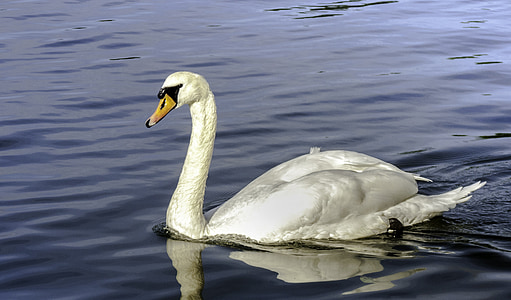 Swan, pasăre, pasăre de apă, alb, pene, pasăre alb, penaj