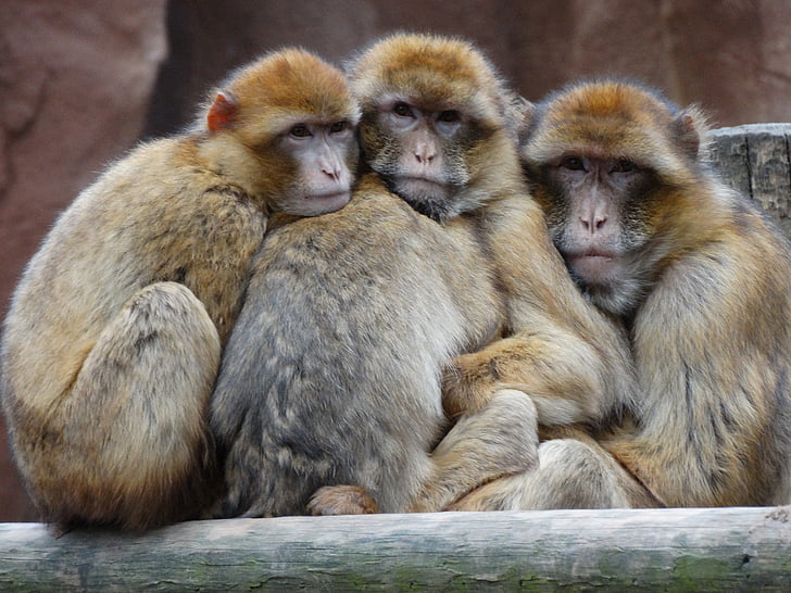 zoològic, micos, junts, mico, primats, animal, vida silvestre