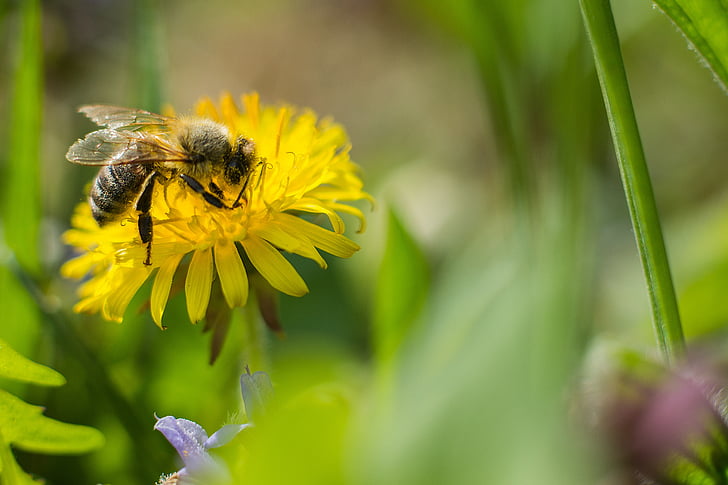 lebah, Dandelion, bunga, serbuk sari, lebah madu, Tutup, Blossom