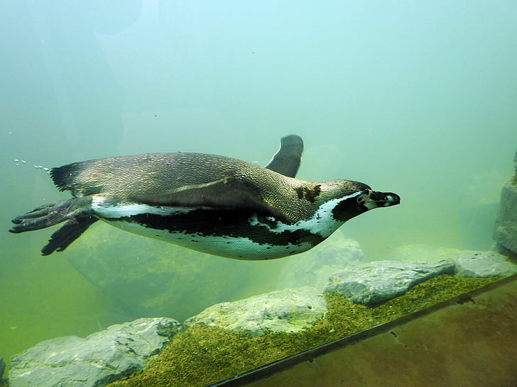 pingouin, manchot de Humboldt, plongée sous-marine, nager, eau, sous l’eau, oiseaux d’eau