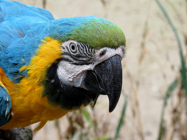 Papoušek, ARA, žlutá macaw, pták, peří, ptačí hrad, barevné