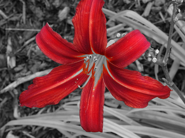 Lily, bloem, zwart rood