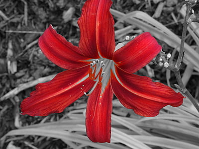 Lily, kvet, čierna červená