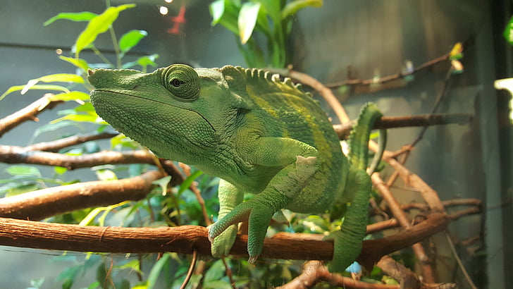 Chameleon, zelená, Zoo, Omalovánky, živé přírody