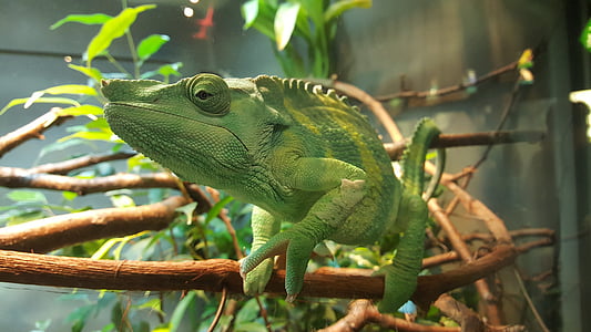 Chameleon, Zelená, Zoo, sfarbenie, živá príroda