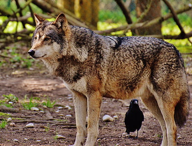 Wolf, metsloom, Predator, loodus, looma, Deer park, Hundid