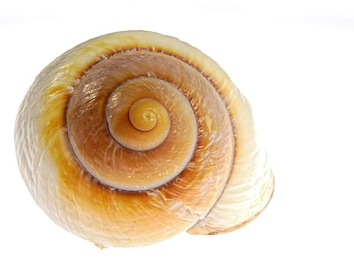 snail, shell, nature, mollusk, sea, sea animals, lime