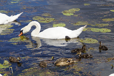 swans, eat, waterfowl, beautiful, animals, white, waters