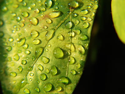 gotas de agua, gotas, agua, hojas, Rocío, naturaleza, verde