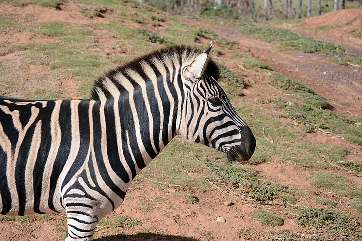 zebra, animals, nature, werribee park zoo, zoo, wildlife