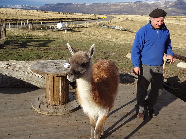 Argentina, Patagonia, El calafate, Lama, landskap, Llama, djur