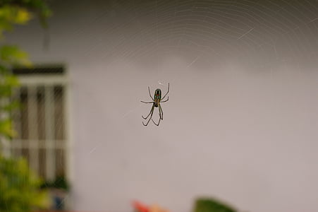 images, area, kettle, armenia, quindio, colombia, spider