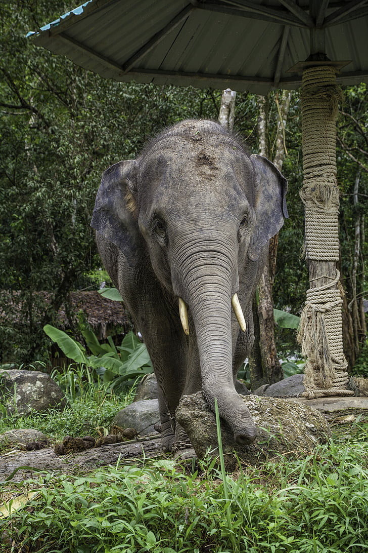 asian elephant, elephant calf, thailand, phang-nga, animals, elephant