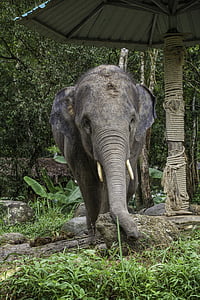 ázsiai elefánt, elefánt borjú, Thaiföld, Phang-nga, állatok, elefánt