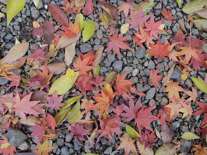 φύλλο σφενδάμου, Ιαπωνία, έδαφος, φύση, το φθινόπωρο, φύλλο, σεζόν