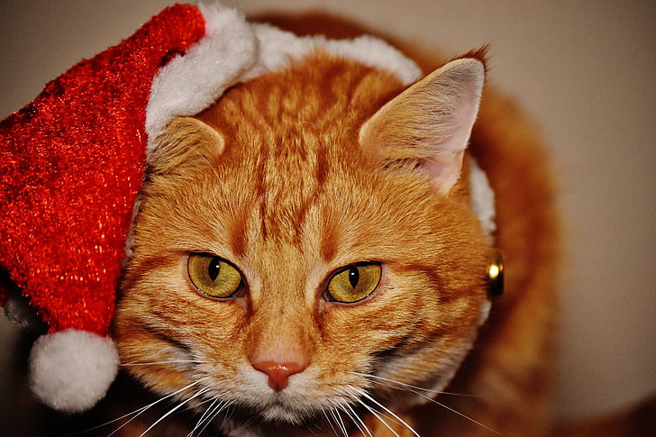 con mèo, màu đỏ, Giáng sinh, Santa hat, Buồn cười, Dễ thương, cá thu