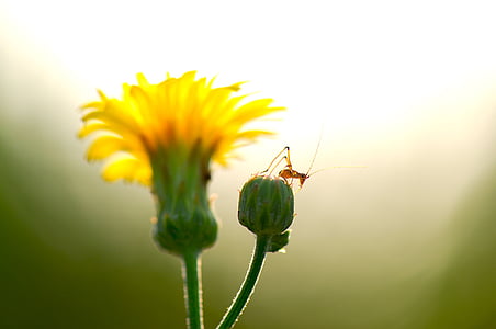 summer, flowers, insects, cub, i am happy to, harmony, backlight