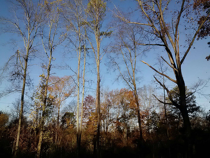 árvores contra o céu, árvores, silhuetas, Horizon, natureza, ao ar livre, Outono
