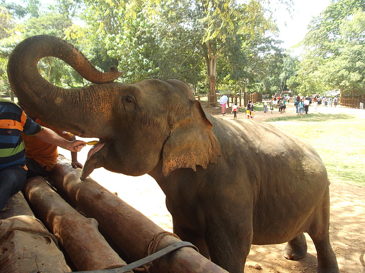 elefant, feed, fôring, spise, Sri lanka