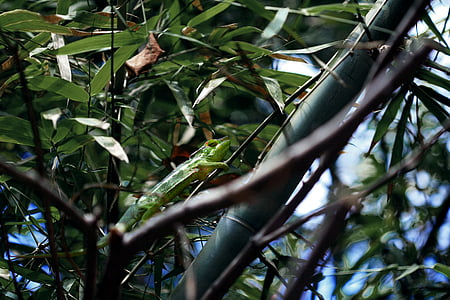 animal, arbre de bambú, camuflatge, camaleó, verd, llangardaix, natura
