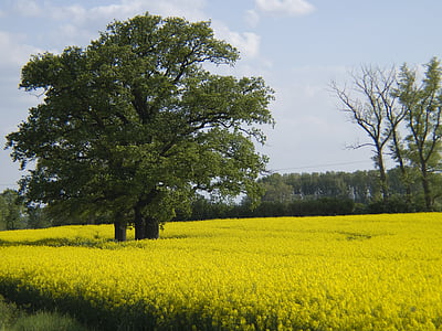 tree, oilseed rape, field, landscape, nature, spring, sky