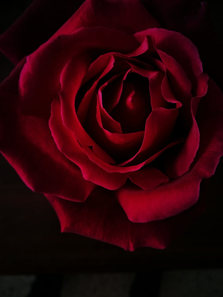 Rosa, flor, negre, vermell, Rosa - flor, pètal, flor
