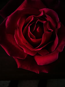 rosa, fiore, nero, rosso, rosa - fiore, petalo, testa di fiore