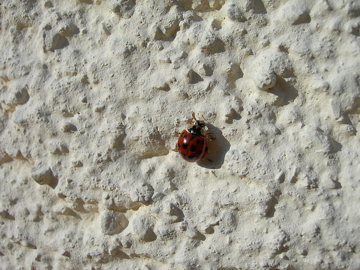 ladybug, insect, beetle, wall, crawl