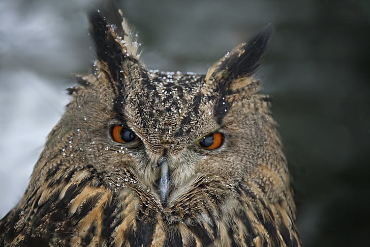Eagle owl, zvířecí portrét, pták, sova, zvíře, volně žijící zvířata, Příroda