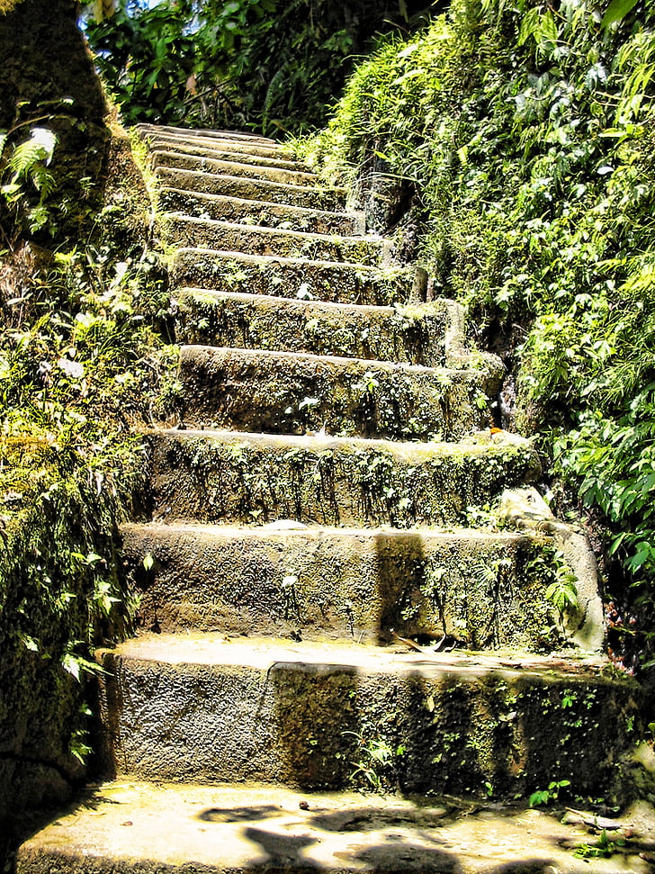 stairs, overgrown, rise, leaves, bush, stone stairs, emergence